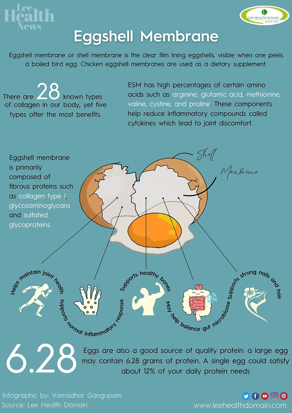 What the Inner–Outer Eggshell Membrane Diagram Really Means (and Why It Matters)