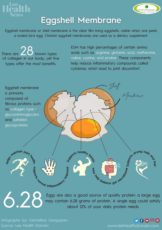 What the Inner–Outer Eggshell Membrane Diagram Really Means (and Why It Matters)