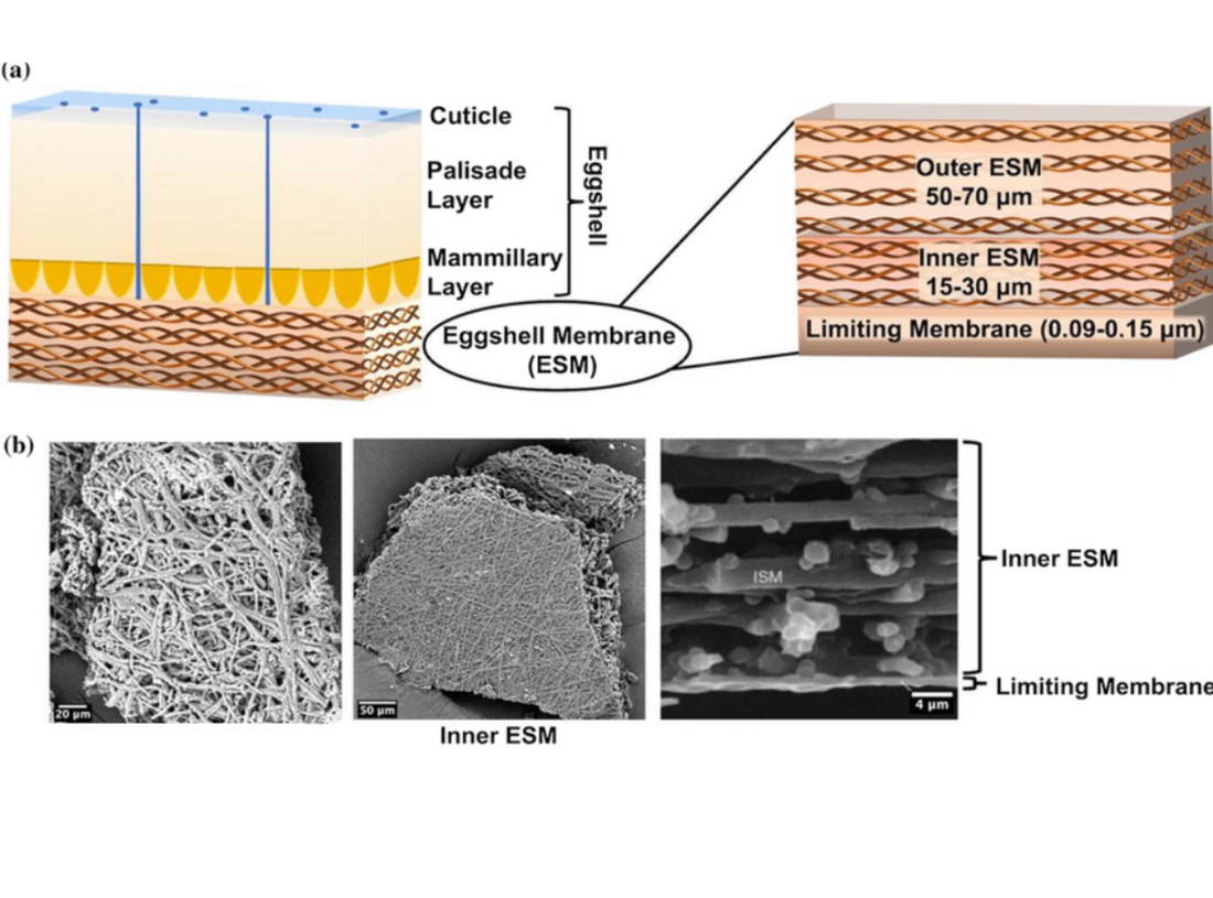 Why Everyone Is Turning to Eggshell Membrane — In Supplements, Skincare, and Beyond