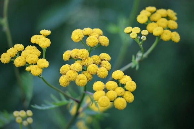 Helichrysum - Everlasting Skincare Superstar